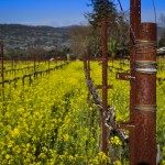 rusty pole mustard flowers vineyard napa
