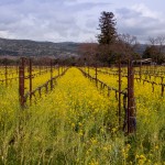 mustard flowers napa valley