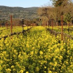 golden vineyard