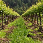 vineyard napa valley