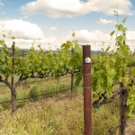 A Napa Valley Vineyard