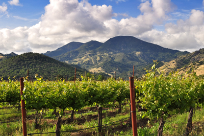 Vineyard Landscape