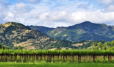 Velvia Vineyard