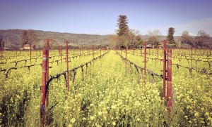 vintage retro vineyard